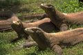 komodo dragons rinca 1980s 1990s A4 Photo Print