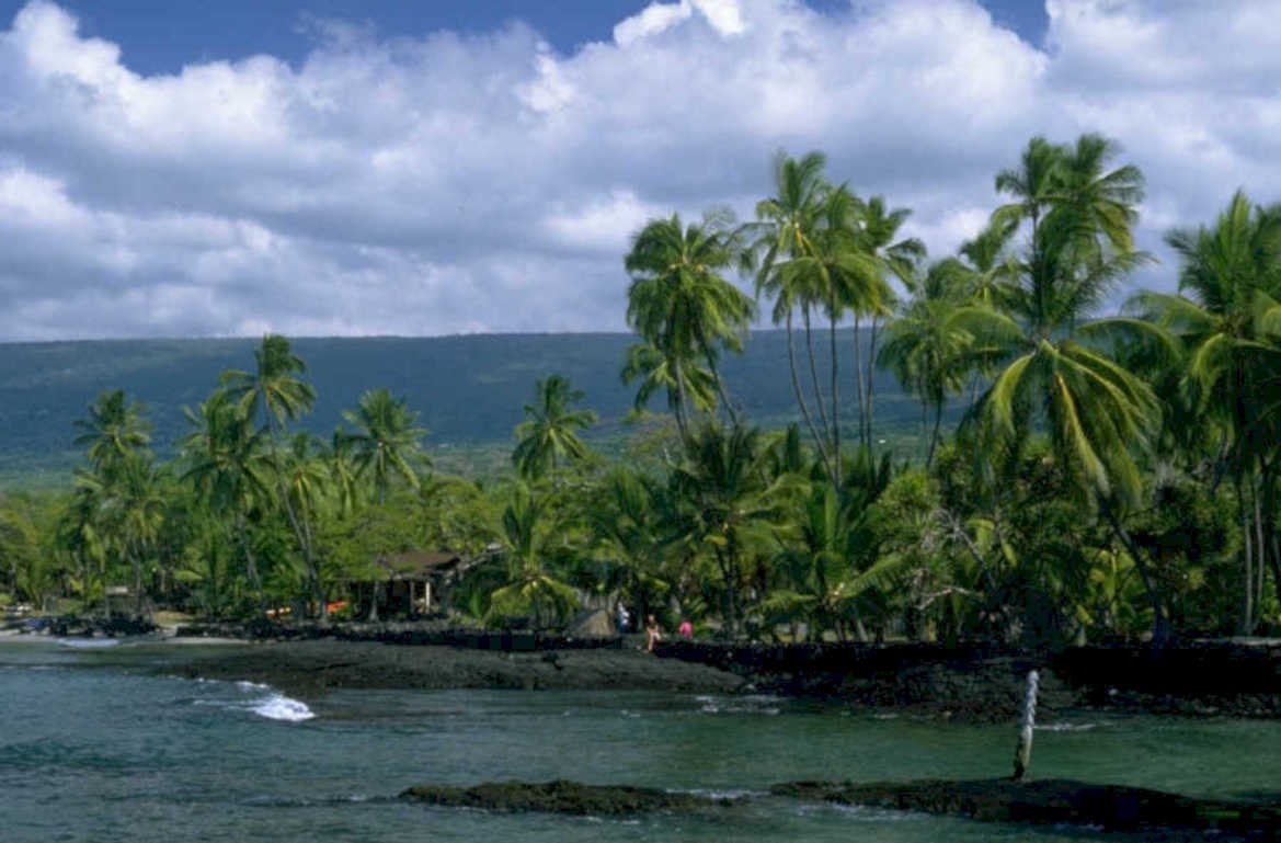 kona palm ocean 1980s 1990s A4 Photo Print