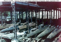 koryu submarines nagasaki Vintage world war A4 Photo Print
