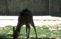 kudu grass enclosure Vintage A4 Photo Print