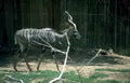 kudu zebra fence Vintage A4 Photo Print
