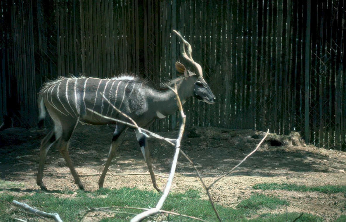 kudu zebra fence Vintage A4 Photo Print