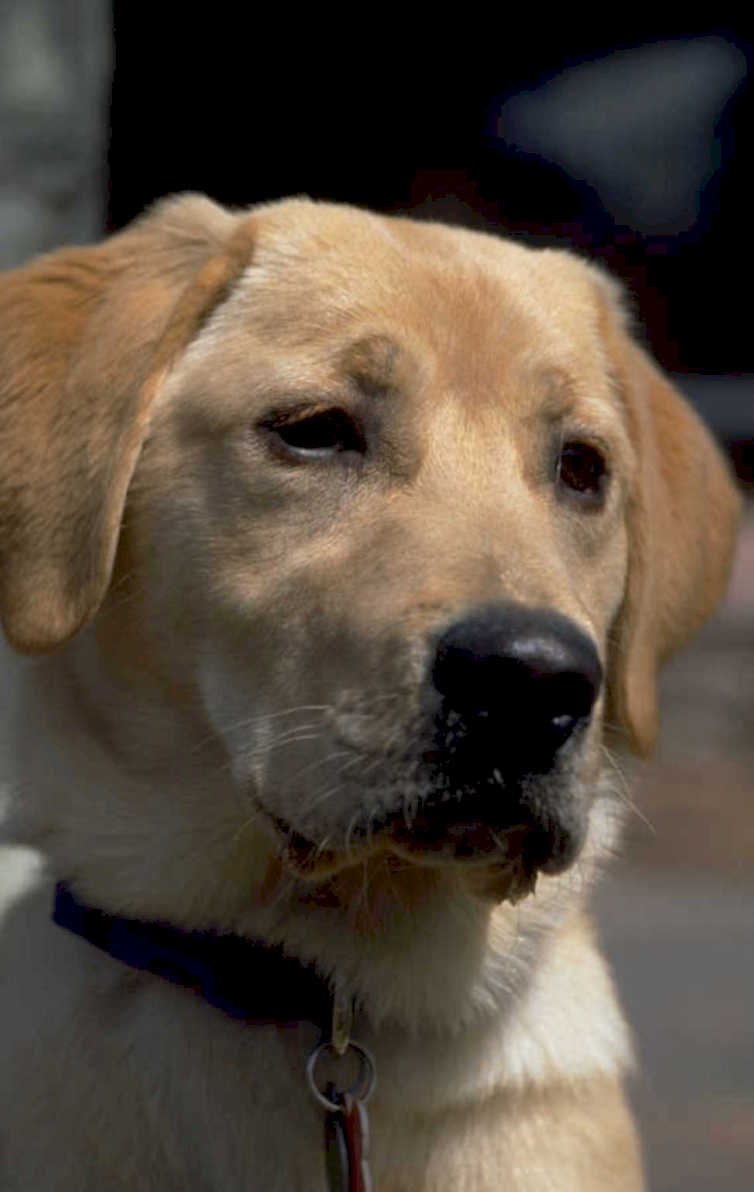 labrador retriever portrait 1980s 1990s A4 Photo Print