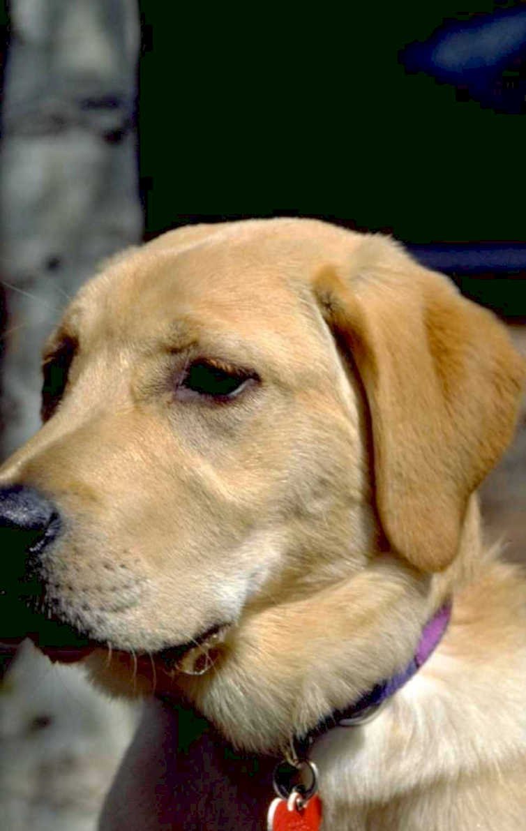 labrador retriever purple 1980s 1990s A4 Photo Print