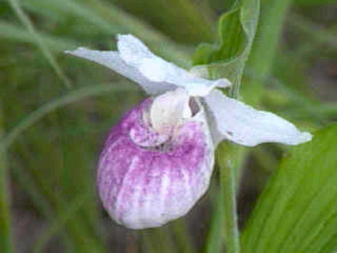 lady slipper orchid1980s 1990s A4 Photo Print