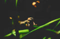 ladybug grass leaf Vintage A4 Photo Print