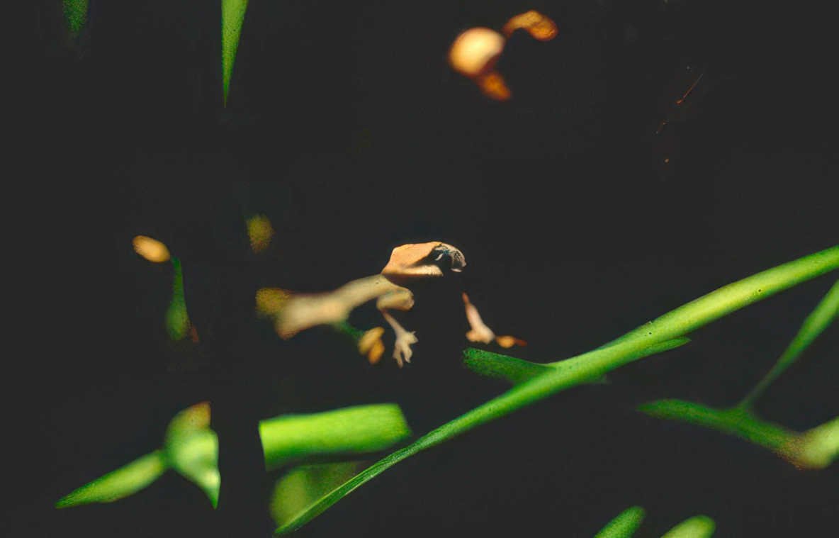 ladybug grass leaf Vintage A4 Photo Print