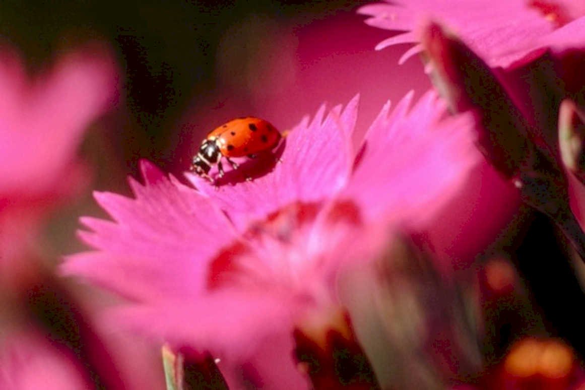 ladybug pink flowers1980s 1990s A4 Photo Print