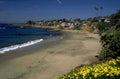 laguna beach wildflowers 1980s 1990s A4 Photo Print