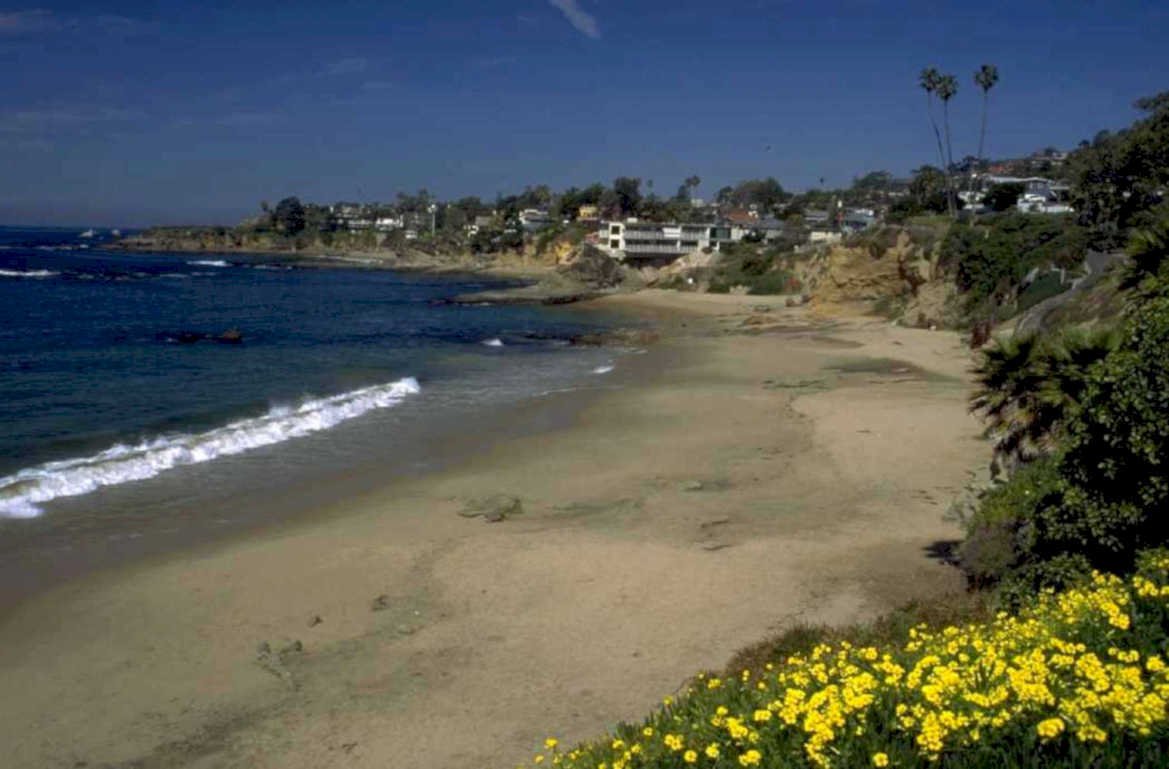 laguna beach wildflowers 1980s 1990s A4 Photo Print