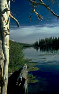 lake birch forest 1980s 1990s A4 Photo Print