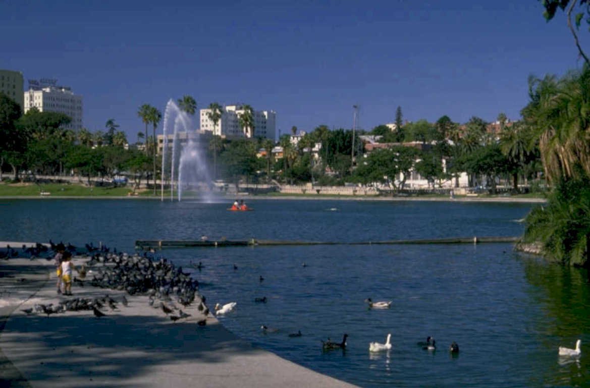 lake eola waterfowl 1980s 1990s A4 Photo Print