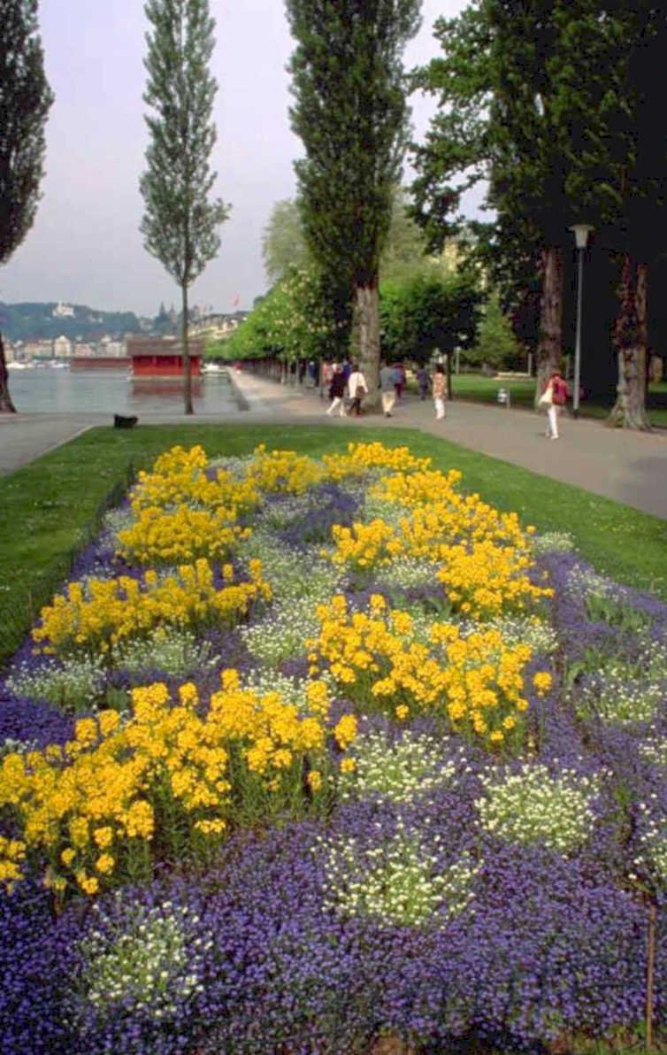lake lucerne flowers 1980s 1990s A4 Photo Print