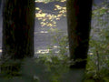 lake reflection forest1980s 1990s A4 Photo Print