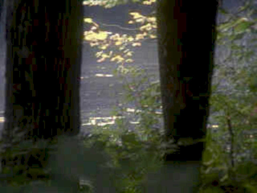 lake reflection forest1980s 1990s A4 Photo Print