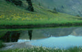 lake reflection wildflowers Vintage A4 Photo Print