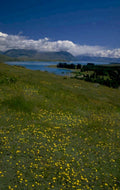 lake tekapo wildflowers 1980s 1990s A4 Photo Print