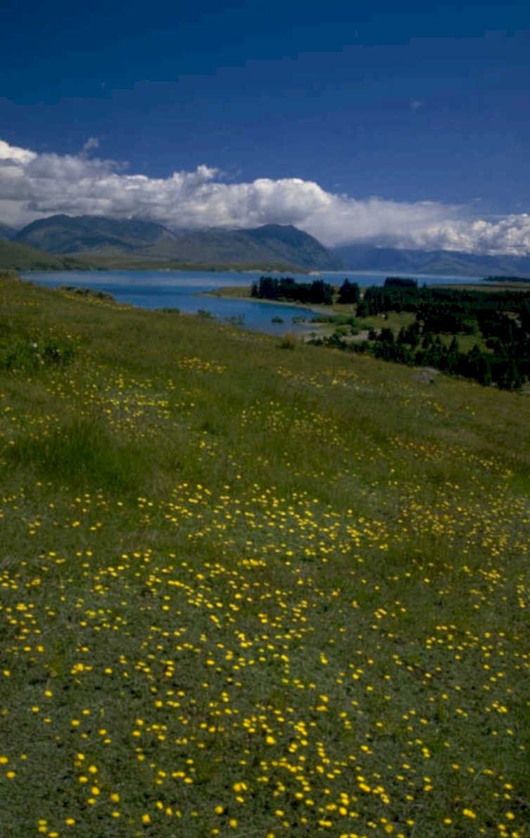 lake tekapo wildflowers 1980s 1990s A4 Photo Print