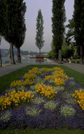 lakeside cypress lucerne 1980s 1990s A4 Photo Print