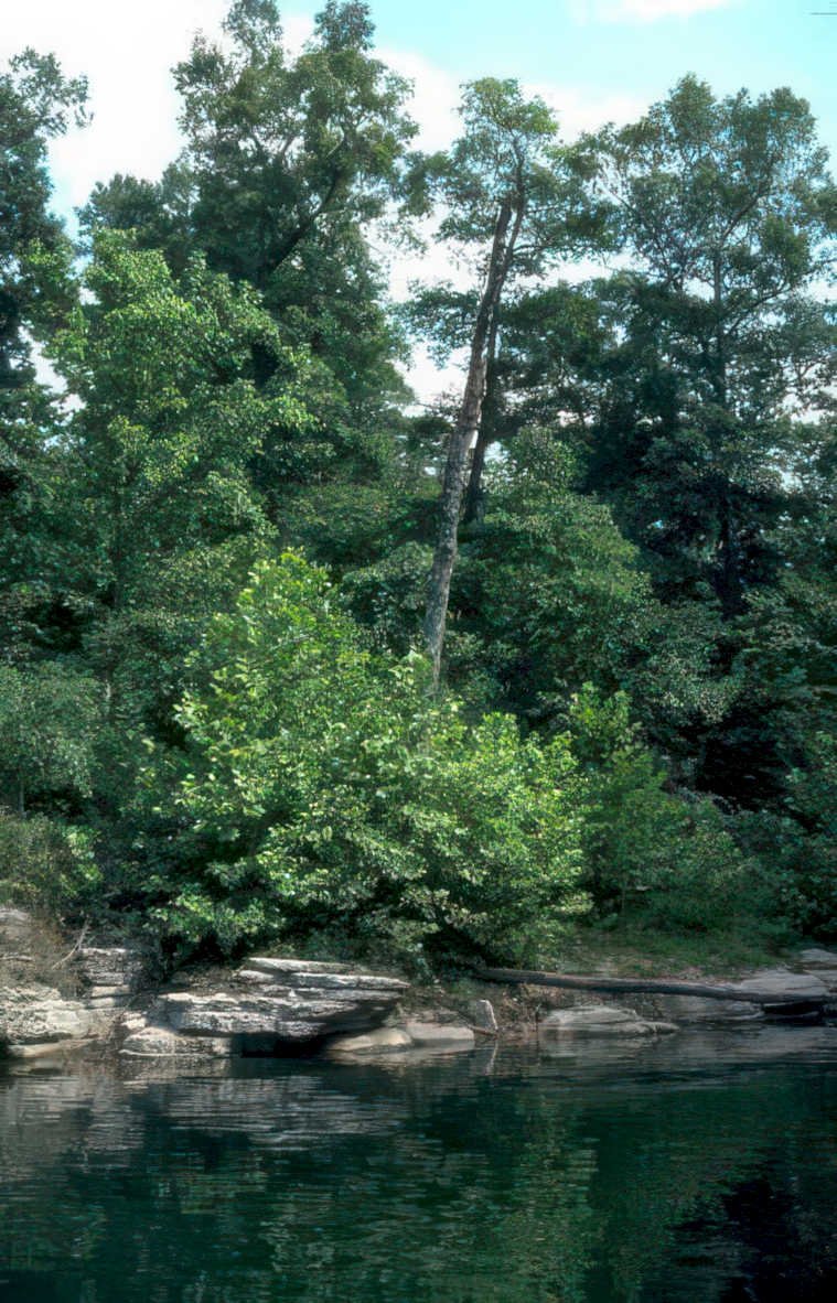 lakeview pine trees Vintage A4 Photo Print