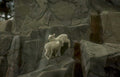 lambs cliff exhibit Vintage A4 Photo Print