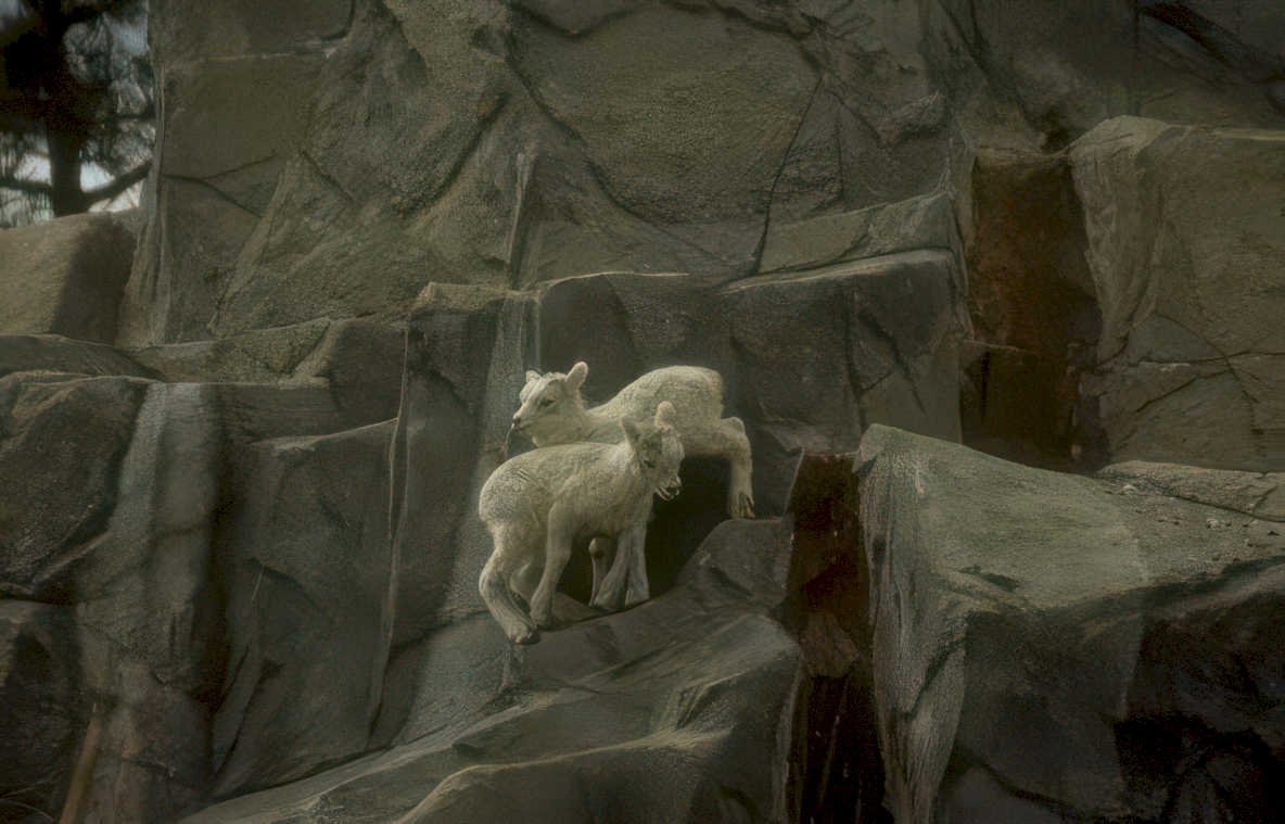 lambs cliff exhibit Vintage A4 Photo Print