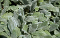lambs ear foliage Vintage A4 Photo Print