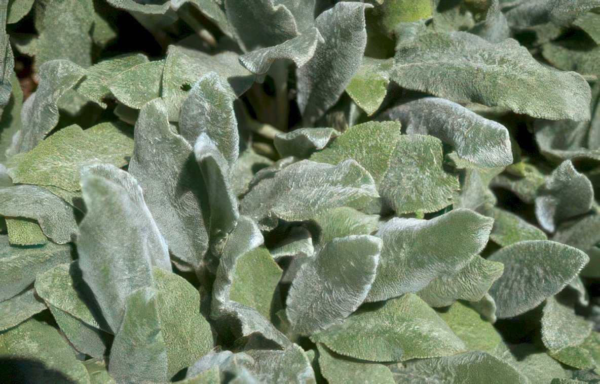 lambs ear foliage Vintage A4 Photo Print