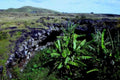 lava banana hills1980s 1990s A4 Photo Print