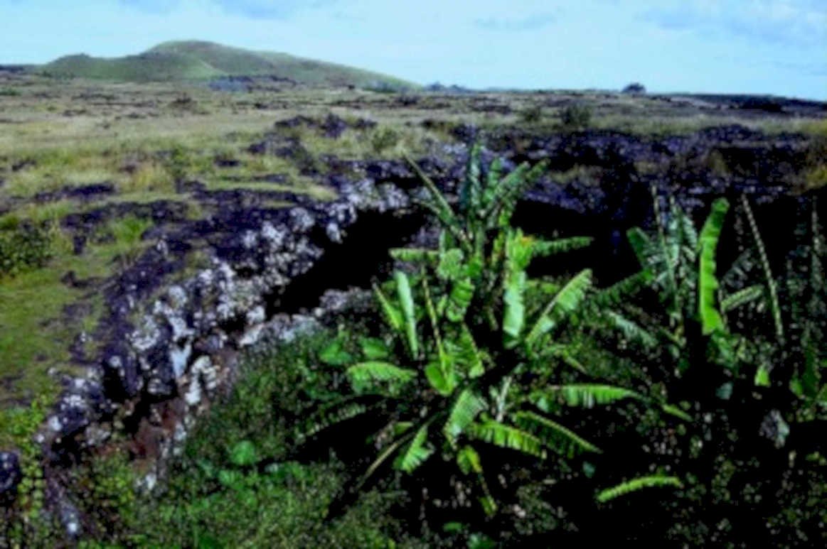 lava banana hills1980s 1990s A4 Photo Print