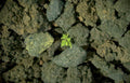 lava rock plant Vintage A4 Photo Print