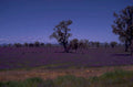 lavender field australia 1980s 1990s A4 Photo Print