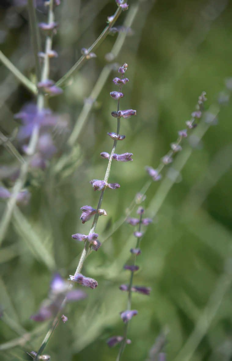 lavender flower spikes Vintage A4 Photo Print