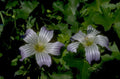 lavender flowers veronica 1980s 1990s A4 Photo Print