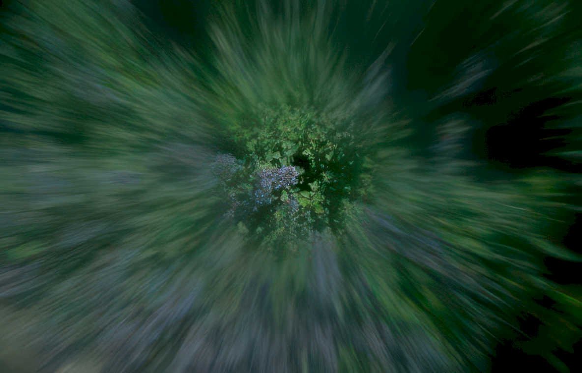 lavenderbloom motionblur garden Vintage A4 Photo Print