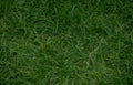 lawn grass detail Vintage A4 Photo Print