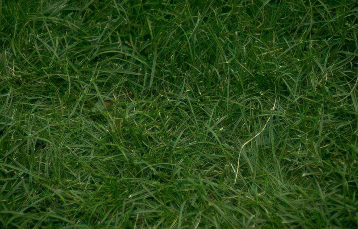 lawn grass detail Vintage A4 Photo Print