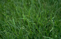 lawn grass green Vintage A4 Photo Print