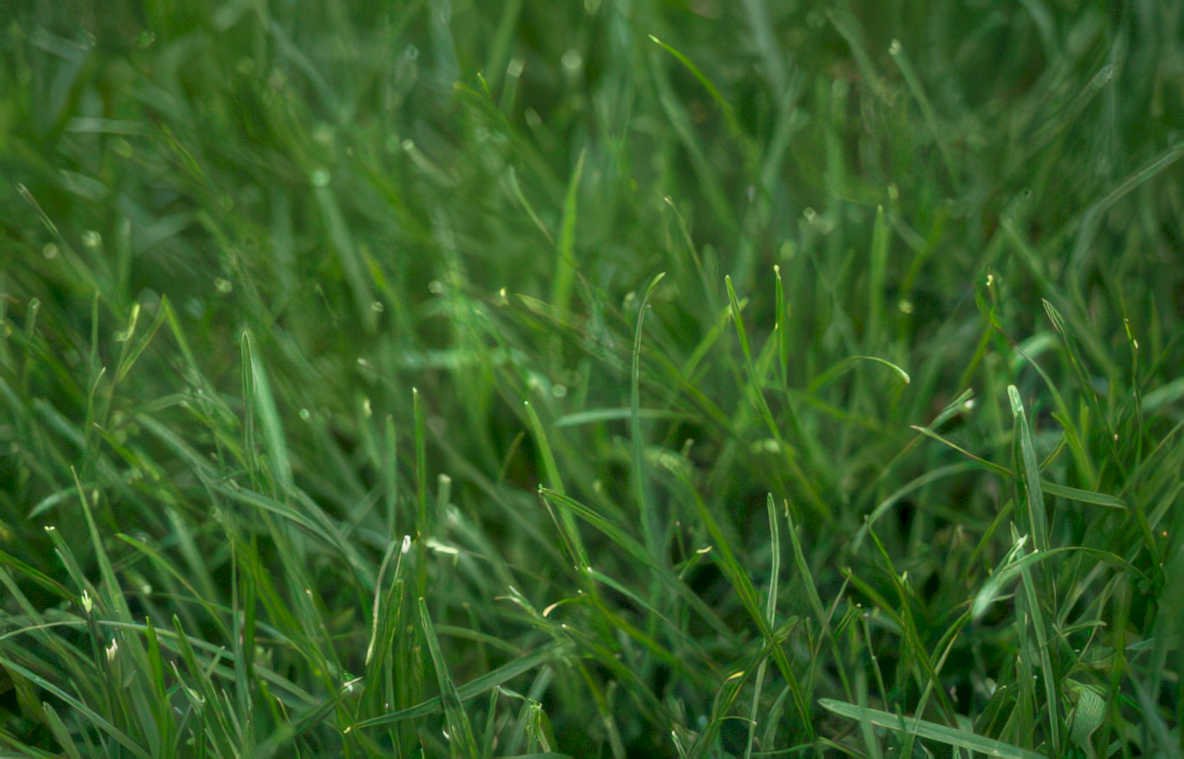 lawn grass green Vintage A4 Photo Print