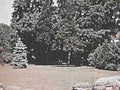 lawn tree bench1980s 1990s A4 Photo Print