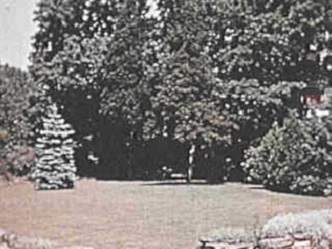 lawn tree bench1980s 1990s A4 Photo Print