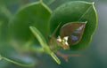leaf bud escarpia Vintage A4 Photo Print