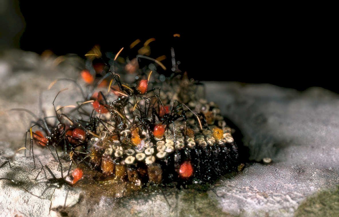 leafcutter ants everglades Vintage A4 Photo Print