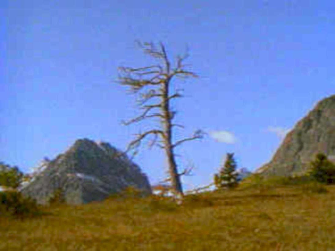 leaning pine yosemite1980s 1990s A4 Photo Print