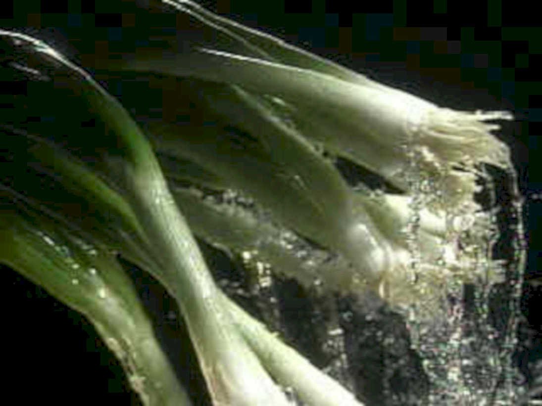 leeks water drops1980s 1990s A4 Photo Print