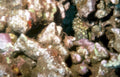 lemonpeep wrasse reef Vintage A4 Photo Print