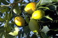 lemons tree sky 1980s 1990s A4 Photo Print
