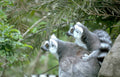 lemurs rock madagascar Vintage A4 Photo Print