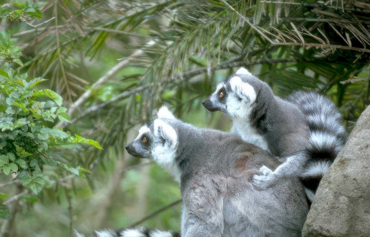 lemurs rock madagascar Vintage A4 Photo Print