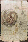 leonardo da vinci Studies of Embryos Art A4 Photo Print